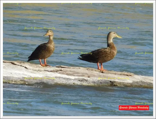 En el Nazas ¡AL AGUA PATOS!  Cada año, cuando sueltan el agua de las presas q...