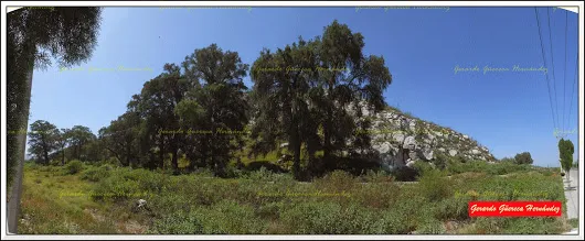 PROBABLES AHUEHUETES CAMINO A VILLA JUÁREZ  Hace algunos días, nuestro amigo ...