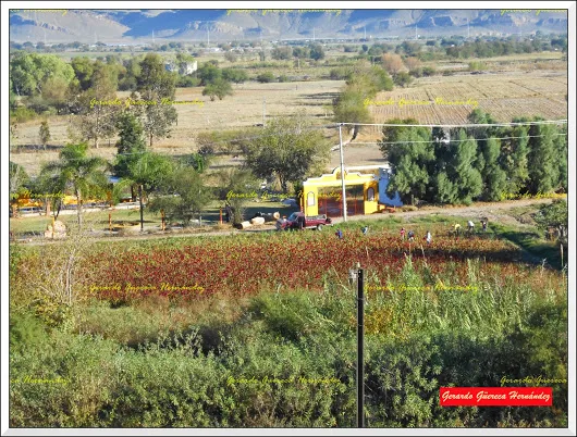 Villa (Ciudad) Juárez Dgo CAMPOS DE MANO(O GARRA) DE LEÓN Al Poniente de Vill...