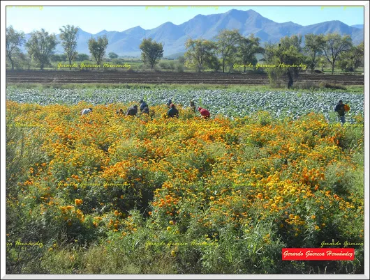 Villa (Ciudad) Juárez CAMPOS DE CEMPASÚCHIL (O FLOR DE MUERTOS)  Si bien esta...