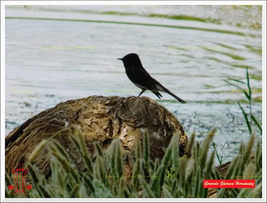 El Mundo Natural en La Laguna AVE CANORA EN EL RÍO AGUANAVAL  La mayoría de l...