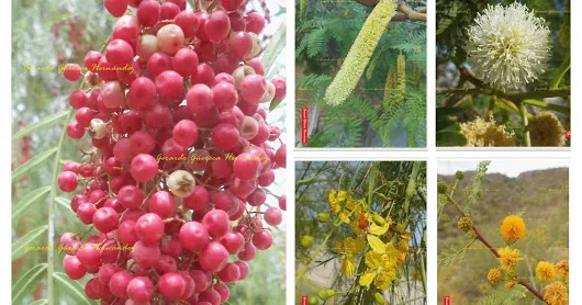 El Campo Lagunero ¡Y FLORECE LA LAGUNA! I  ¡Dajj! ¡Ya llegó la mentada Primav...