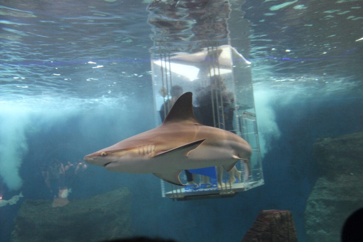 Tiburón, Acuario de Guadalajara