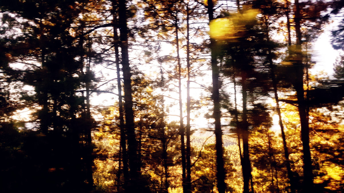 árboles por todos lados.